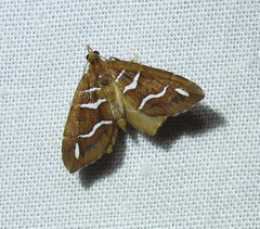 Chaetolopha niphosticha