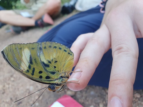 Euphaedra phaethusa phaethusa