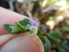 Polygala asbestina