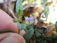 Polygala asbestina