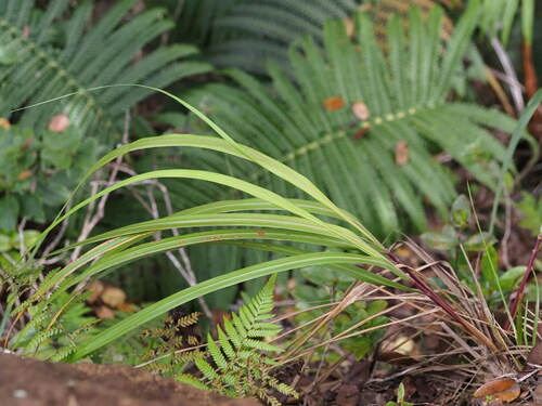 Eragrostis grandis