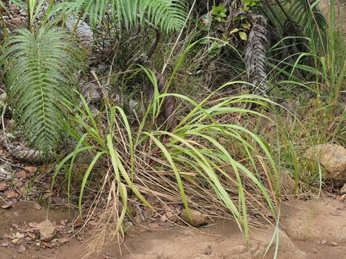 Eragrostis grandis