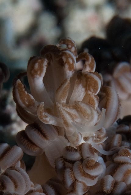 Phyllodesmium jakobsenae