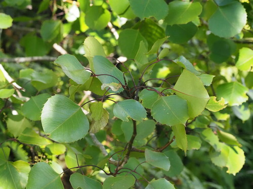 Kaua'i Lapalapa (Cheirodendron fauriei)