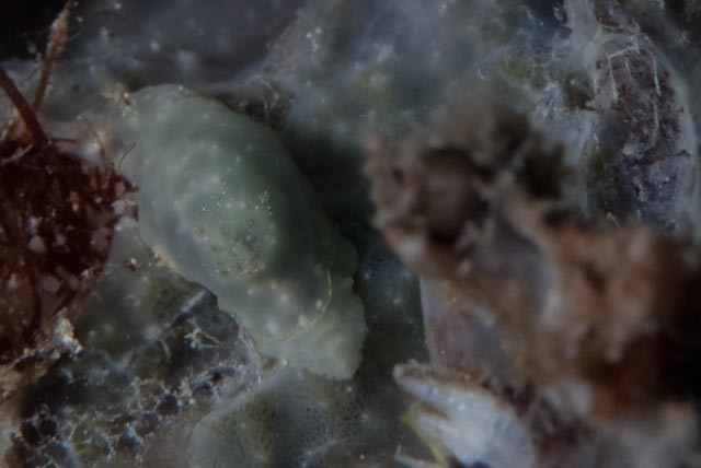 Chromodoris kalawakan