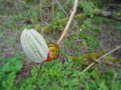 Tracheophyta
