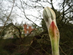 Tracheophyta