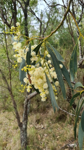 Image of Acacia falciformis by (c) Jonno Downes, some rights reserved (CC BY)