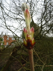 Tracheophyta