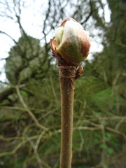 Tracheophyta