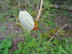 Tracheophyta
