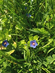 Anagallis