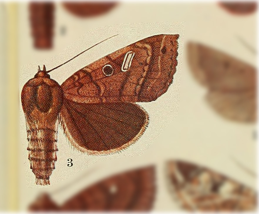 Chabuata noctuiformis