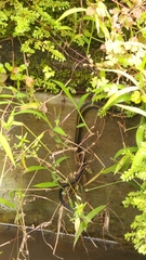 Coelognathus flavolineatus