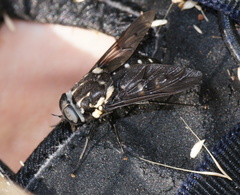 Triclista guttata