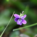 Viola inconspicua nagasakiensis - Photo (c) 王文文, algunos derechos reservados (CC BY-NC-SA), subido por 王文文