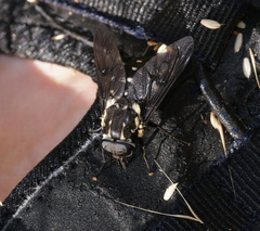 Triclista guttata