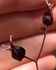 Streptanthus glandulosus niger