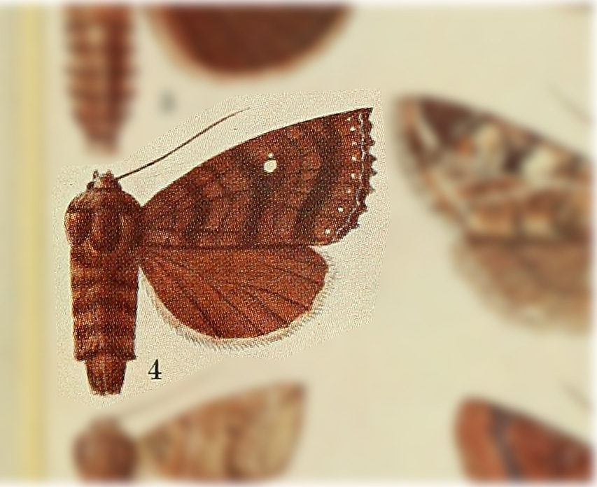 Chabuata satellitioides