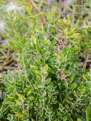 Rhagodia candolleana