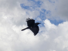 Corvus mellori