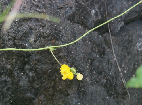 Vigna mungo iNat (1)