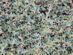 Atriplex semibaccata
