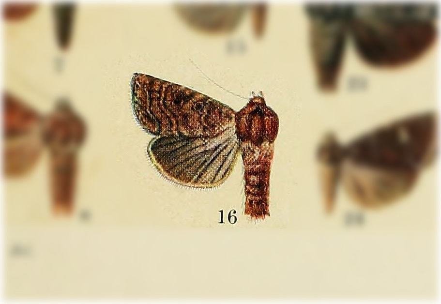 Chabuata dulcinea
