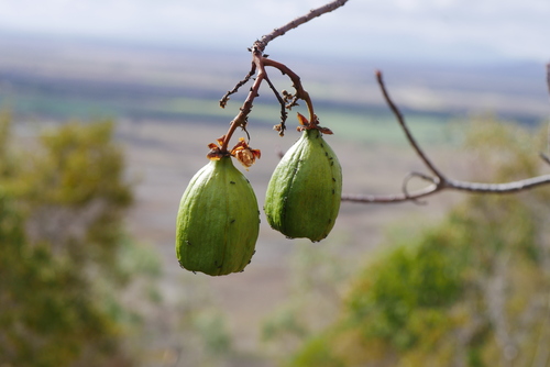 Image of Cochlospermum gillivraei by (c) Lucas Christofides, some rights reserved (CC BY)