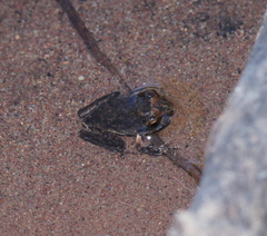 Ranoidea lesueuri