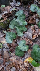 Cyclamen