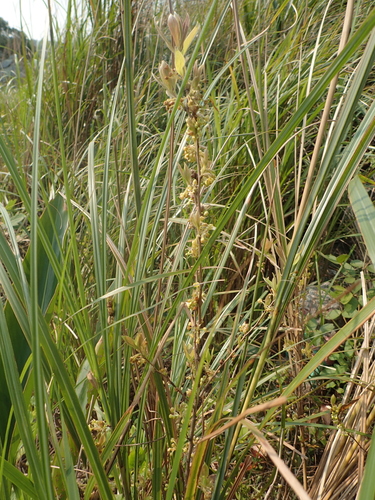 Lindera glauca, photograph 1