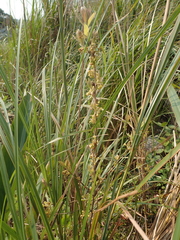 葉子, CC0, iNaturalist via GBIF Lindera glauca, photograph 葉子, CC0, iNaturalist via GBIF