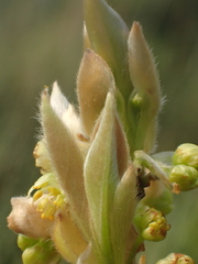 葉子, CC0, iNaturalist via GBIF Lindera glauca, photograph 葉子, CC0, iNaturalist via GBIF