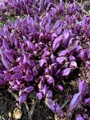 Lathraea clandestina