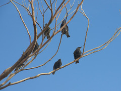 Sturnus vulgaris
