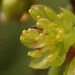 Oriental Spicebush - Photo no rights reserved, uploaded by 葉子