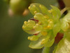 Oriental Spicebush - Photo no rights reserved, uploaded by 葉子