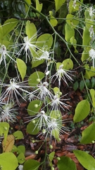 Capparis acutifolia