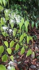 Capparis acutifolia