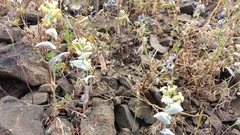 Streptanthus diversifolius