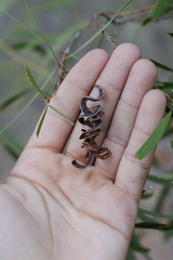 Pine-leaved wattle (Acacia julifera)