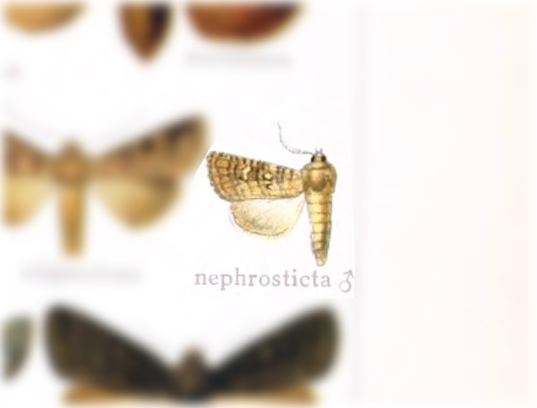 Hyssia nephrosticta
