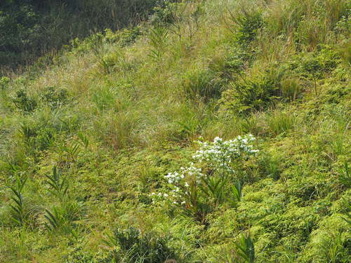 Chionanthus retusus