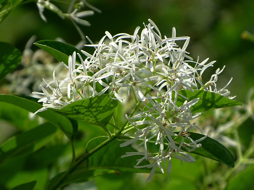 Chionanthus retusus