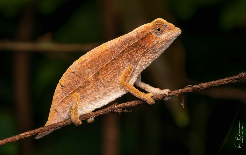 Zomba Beardless Pygmy Chameleon (Rieppeleon brachyurus)