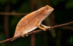 Zomba Pygmy Chameleon photo 1