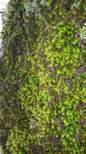 Ulota crispa image