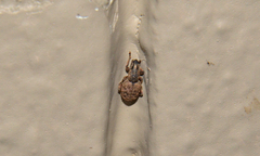 Otiorhynchus singularis