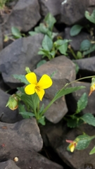Viola purpurea quercetorum